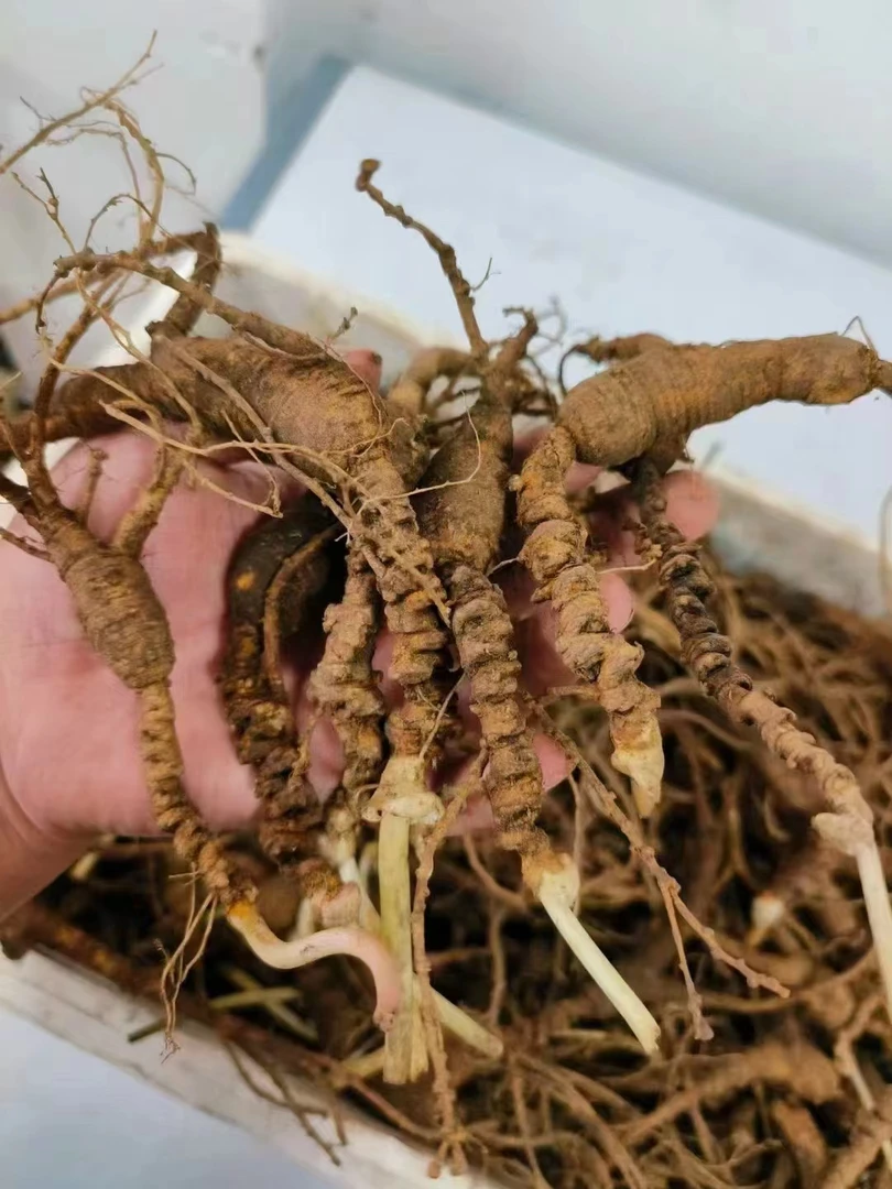 东北林下老残参拍货链接，图片仅供参考