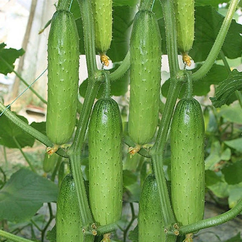 水果黄瓜种子压趴架四季盆栽春秋黄瓜种旱籽大棚阳台蔬菜种子
