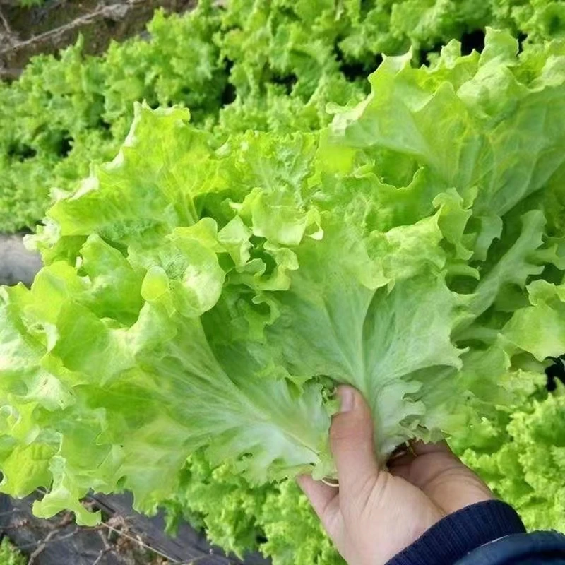 软尾四季生菜种子 春夏秋四季播蔬菜种籽 清脆香爽口阳台盆栽孑