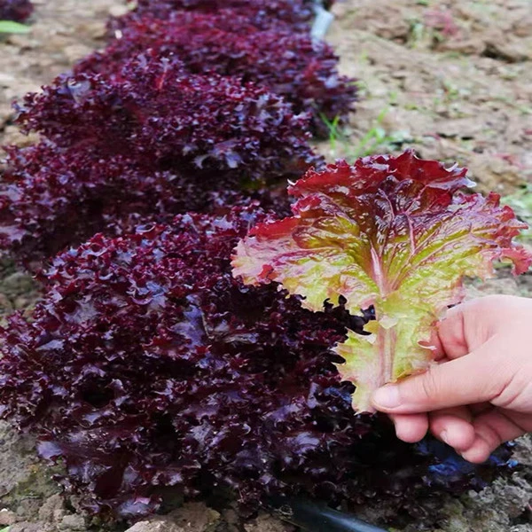 紫生菜种子种籽大全苗四季罗马秧菜苗奶油盆栽带根蔬菜幼苗孑紫叶