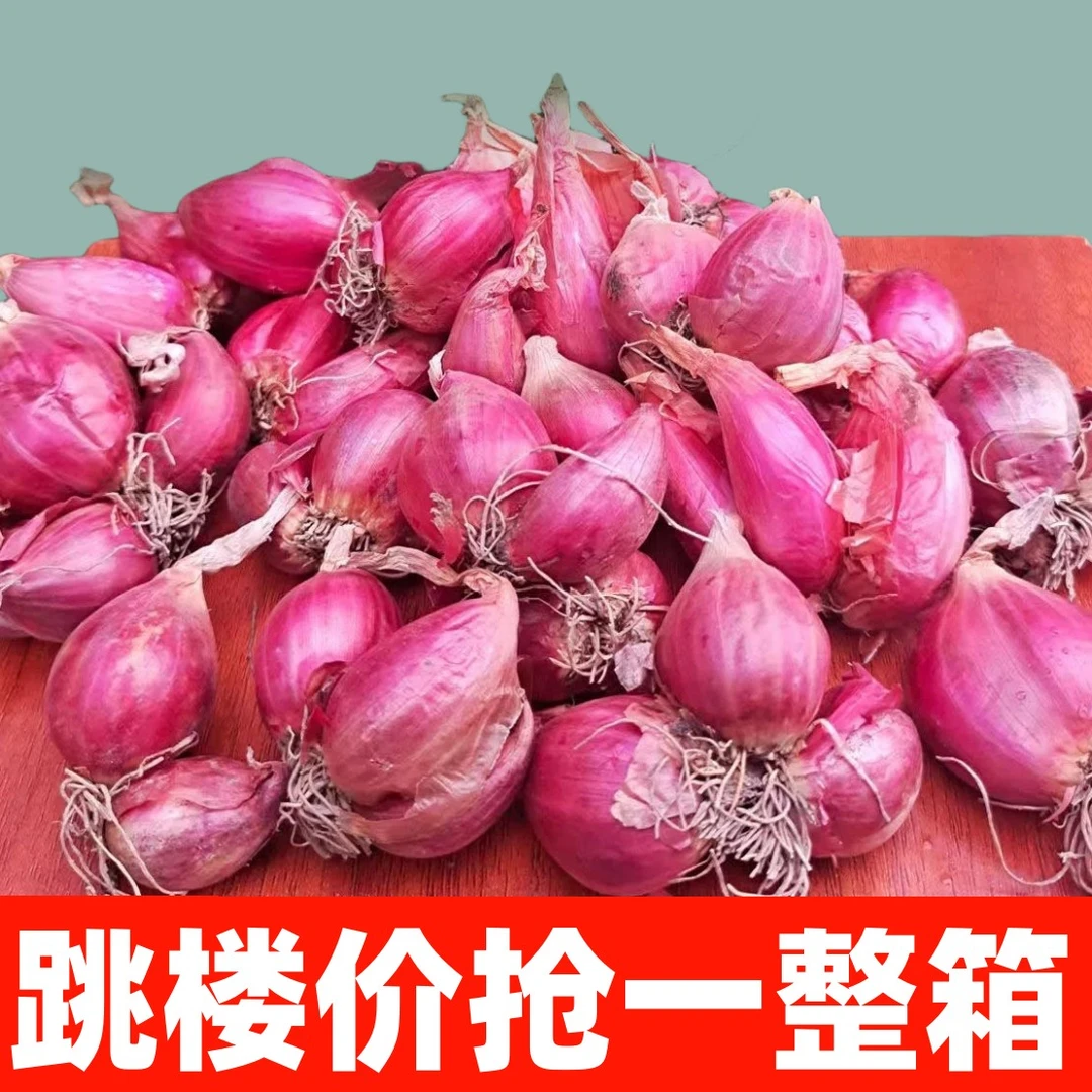 小葱头红葱头食用熬油红干葱四季葱种葱头香葱头火葱头种香料种植