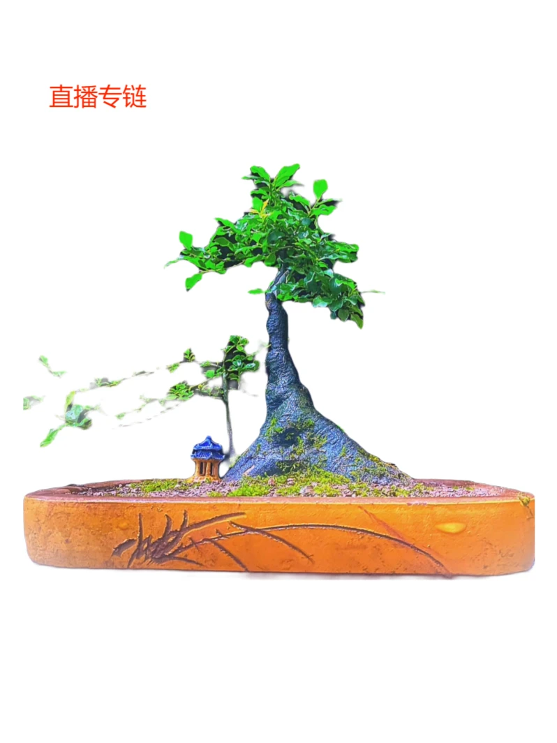 金弹子盆景素材，直播看货，一物一拍 ，偏远不包邮
