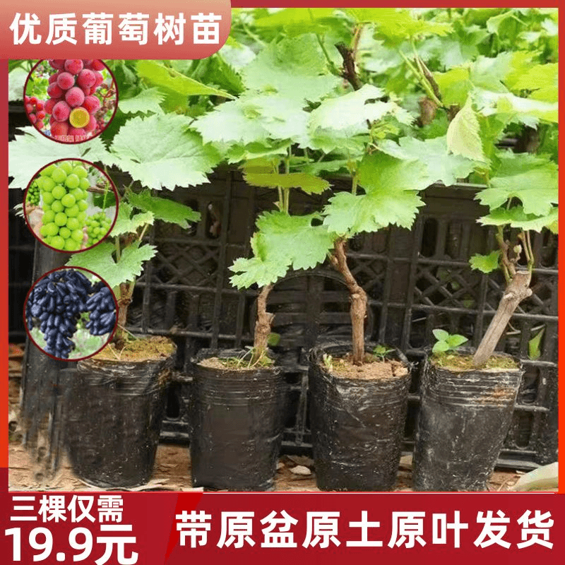 【19.9元三棵优质葡萄树苗 】盆栽地栽阳台庭院四季种植果树苗