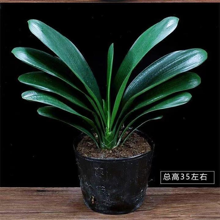 君子兰盆栽老苗带花苞四季好养多肉花卉植物室内圆头和尚花苗盆景