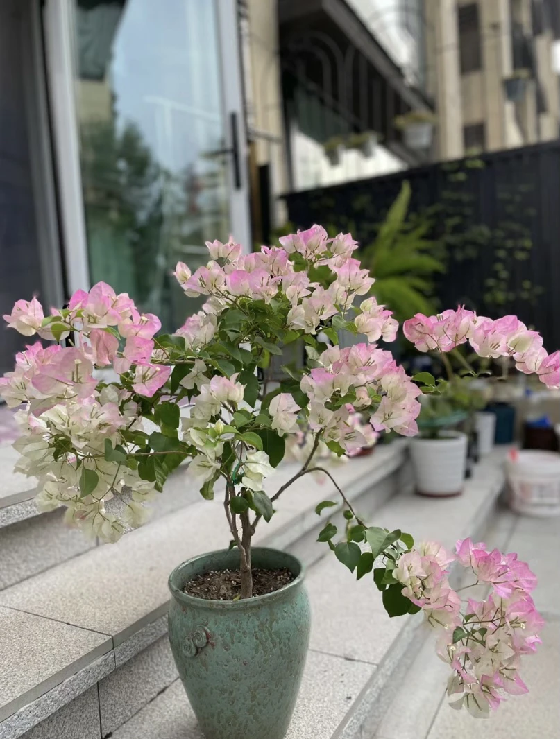 三角梅绿色樱花勤华品种