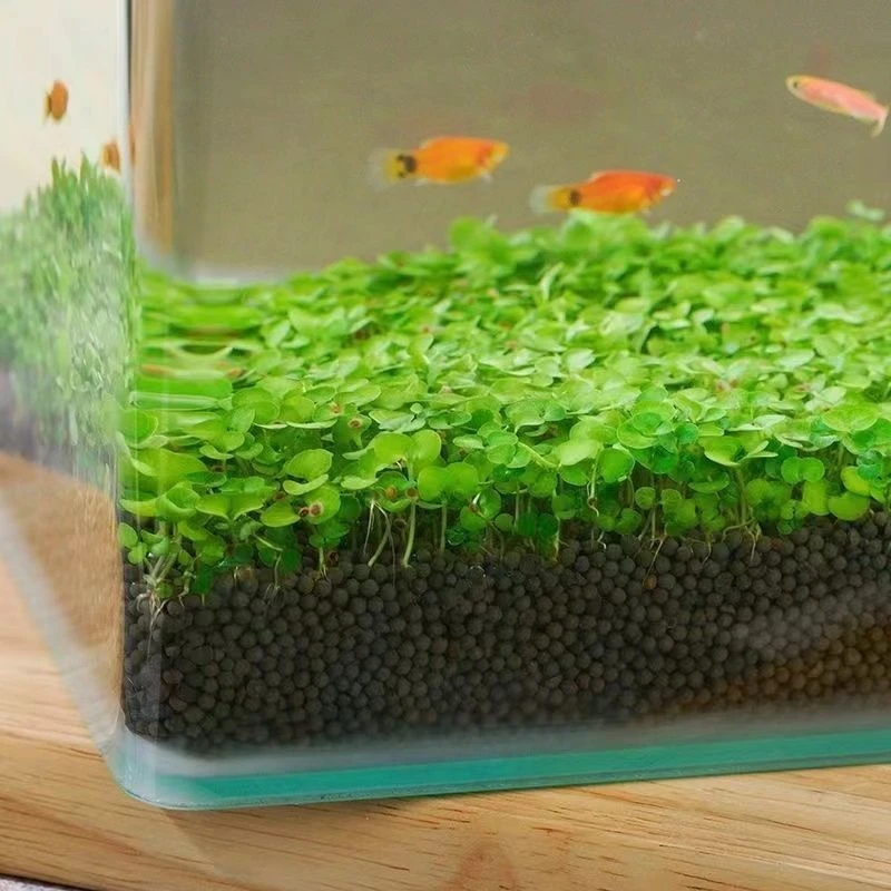 水草种子水草泥水草缸生态玻璃鱼缸小型小鱼缸水养鱼缸免洗海庭院