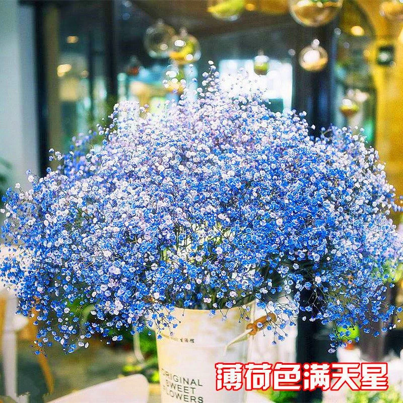 满天星花种子盆栽花卉花草种子四季种植花籽室内外阳台花种籽