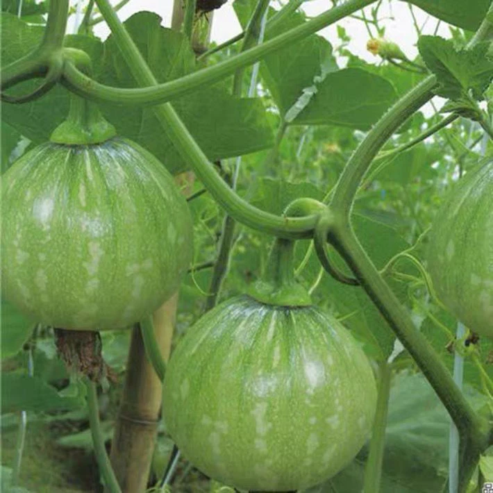 早熟小南瓜种子 一串铃南瓜种籽 高产菜用青瓜春夏秋季易种蔬菜孑