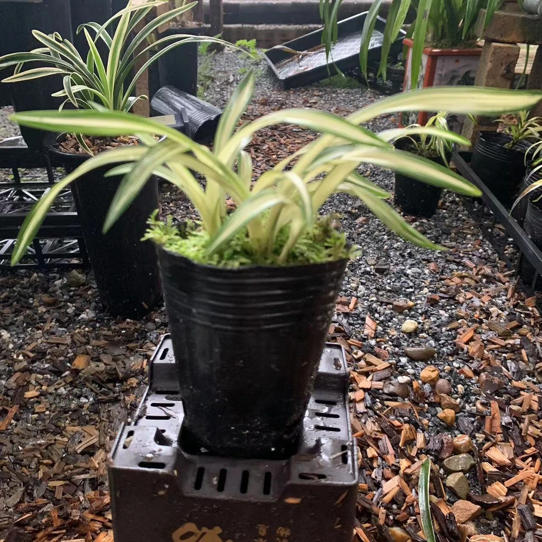 春兰艺草【瓷白中透】正格荷瓣花