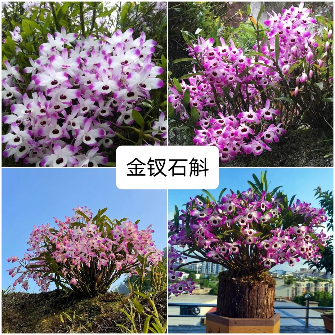 金钗石斛 花大花香石斛兰盆栽花卉绿植