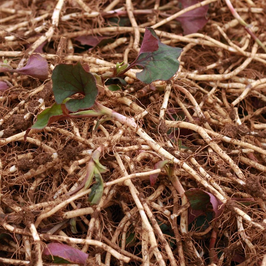 1-5斤贵州折耳根新鲜带土鱼腥草农家手工挑选现挖高山生长凉拌菜