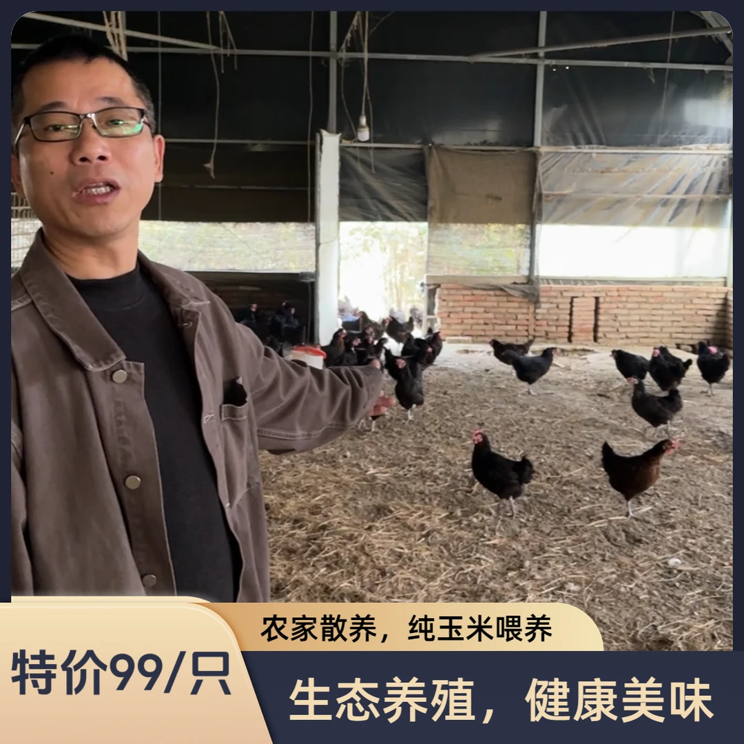 【限量特价】纯谷喂养正宗散养老母鸡