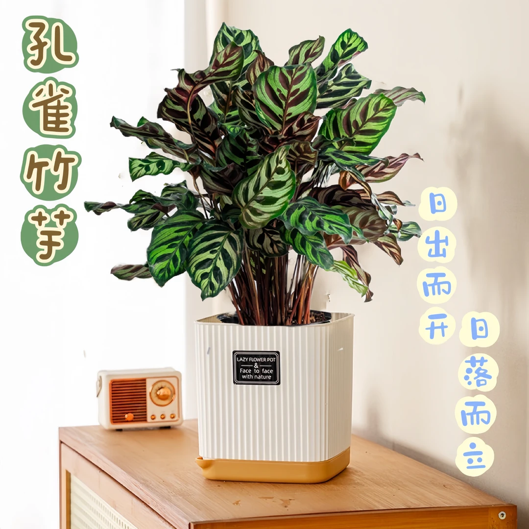 孔雀竹芋培植物室内家居绿植盆好养护美观叶彩色花卉桌面盆景摆放