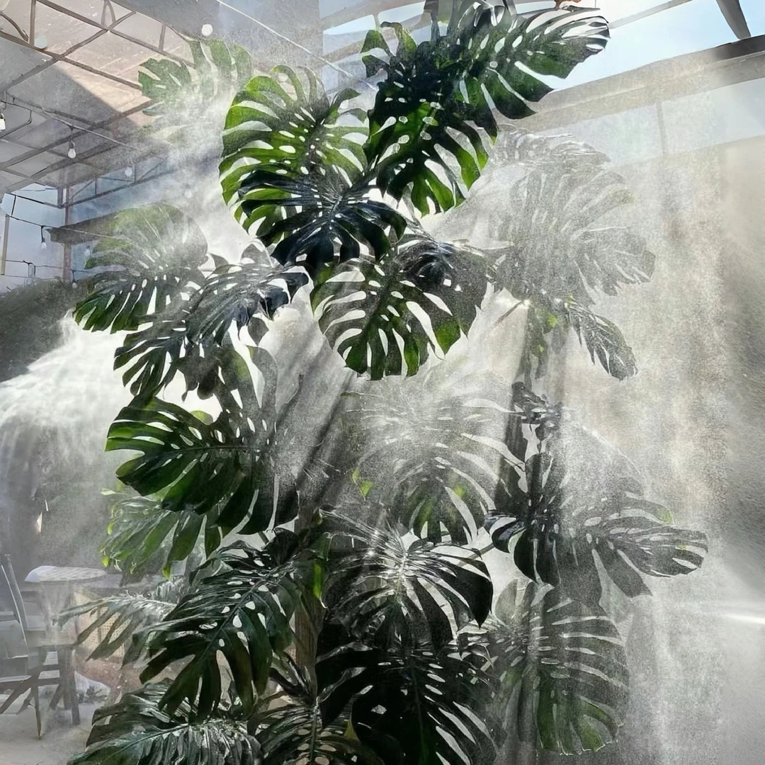 老桩水培龟背竹室内客厅绿植盆栽美观叶植物鲜活清新盆景绿色