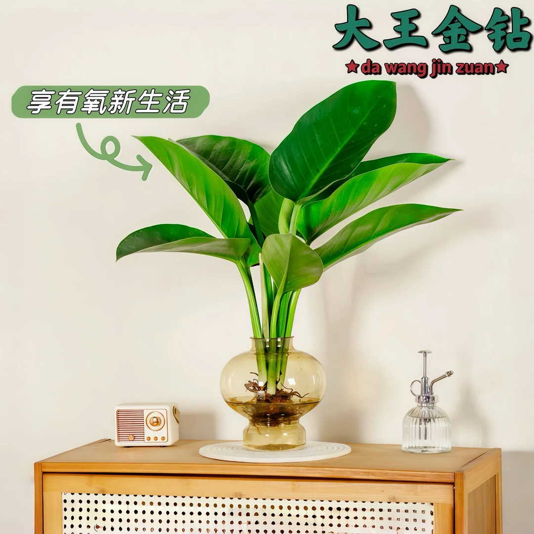 大叶金钻水培植物室内绿植盆栽基地鲜花盆清仓捡漏桌面盆景观叶