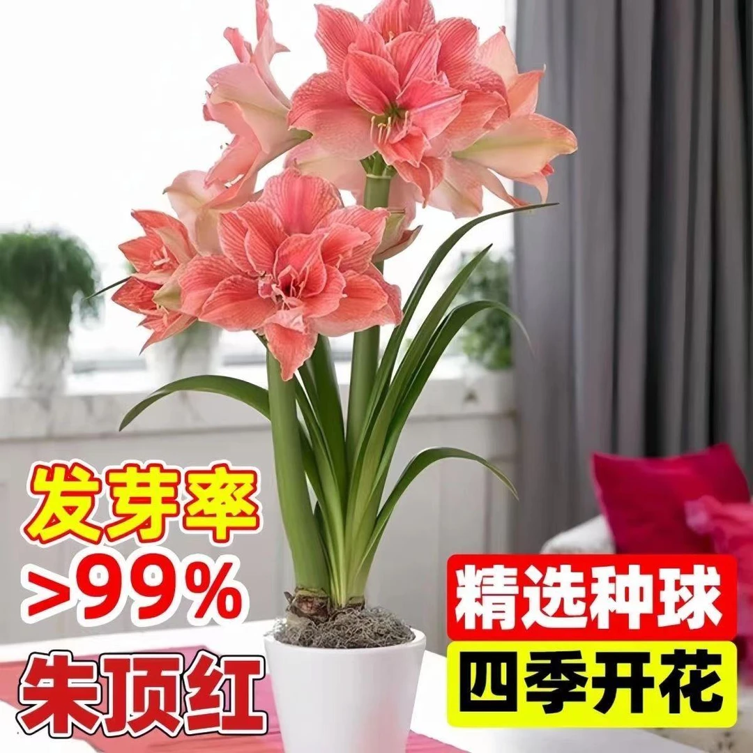 荷兰进口新品朱顶红大花重瓣四季开花庭院种植盆栽花卉大全养不死