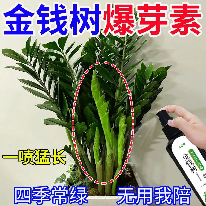 【猛蹿新芽】金钱树营养液四季催芽防黄叶烂根植物免稀释专用肥