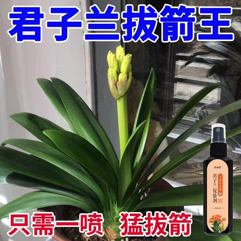 君子兰专用营养液 急救叶子发黄掉叶烂叶烂根促箭催开花免稀释
