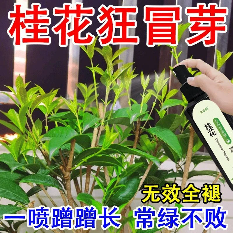 【常绿不败】桂花专用肥营养液防黄促苗促发芽免稀释促开花叶面肥
