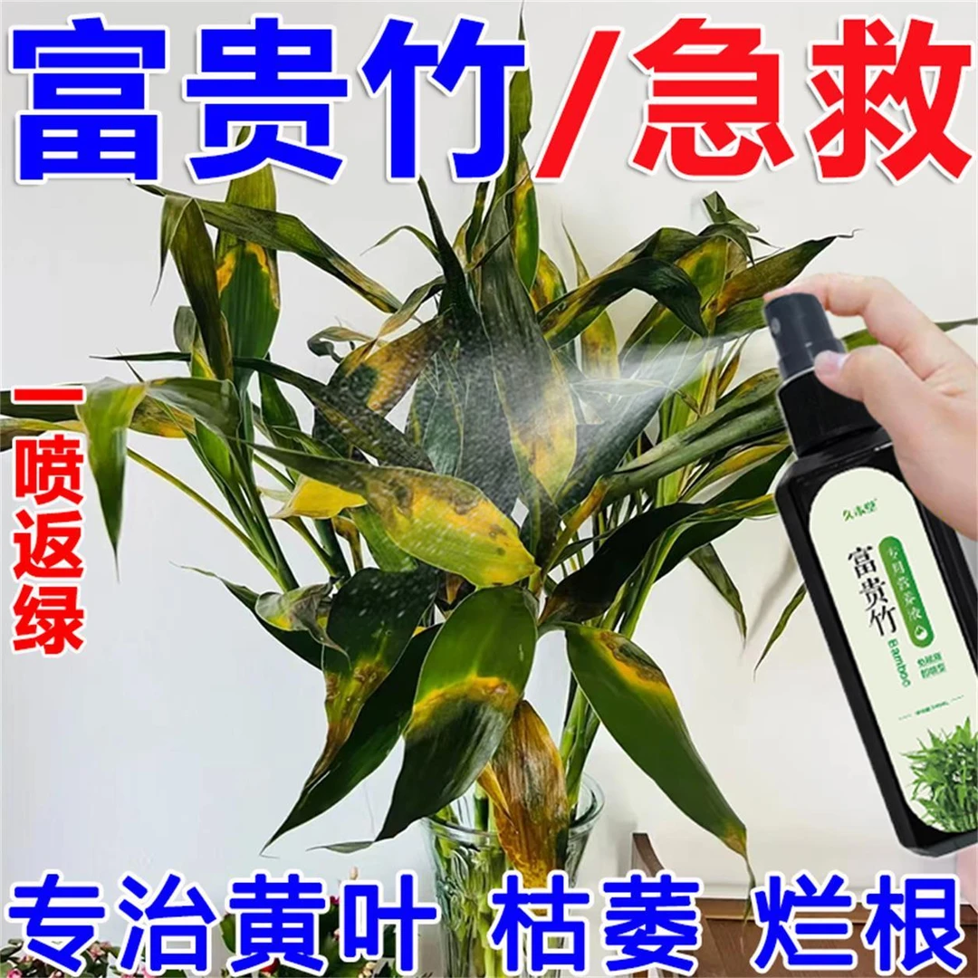 【急救】富贵竹水培土培专用营养液专治黄叶枯萎烂根促生根一喷绿