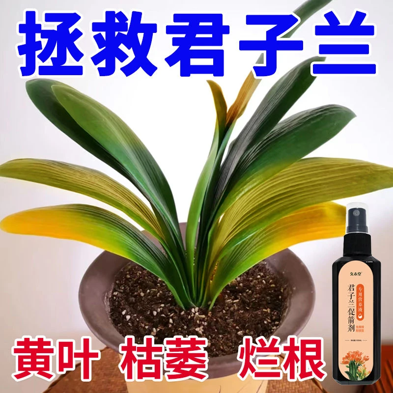【急救黄叶】君子兰营养液急救叶子发黄烂叶烂根促箭催开花免稀释