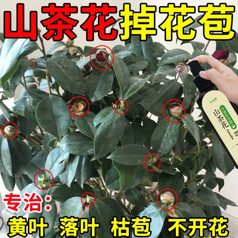 【不掉花苞】山茶花专用肥营养液防黄叶落蕾干尖催花促花叶面肥