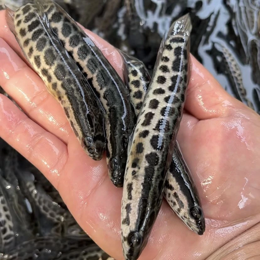 黑鱼苗乌鱼苗杂交生鱼苗乌鳢鱼路亚凶猛鱼观赏活体鱼苗淡水养殖