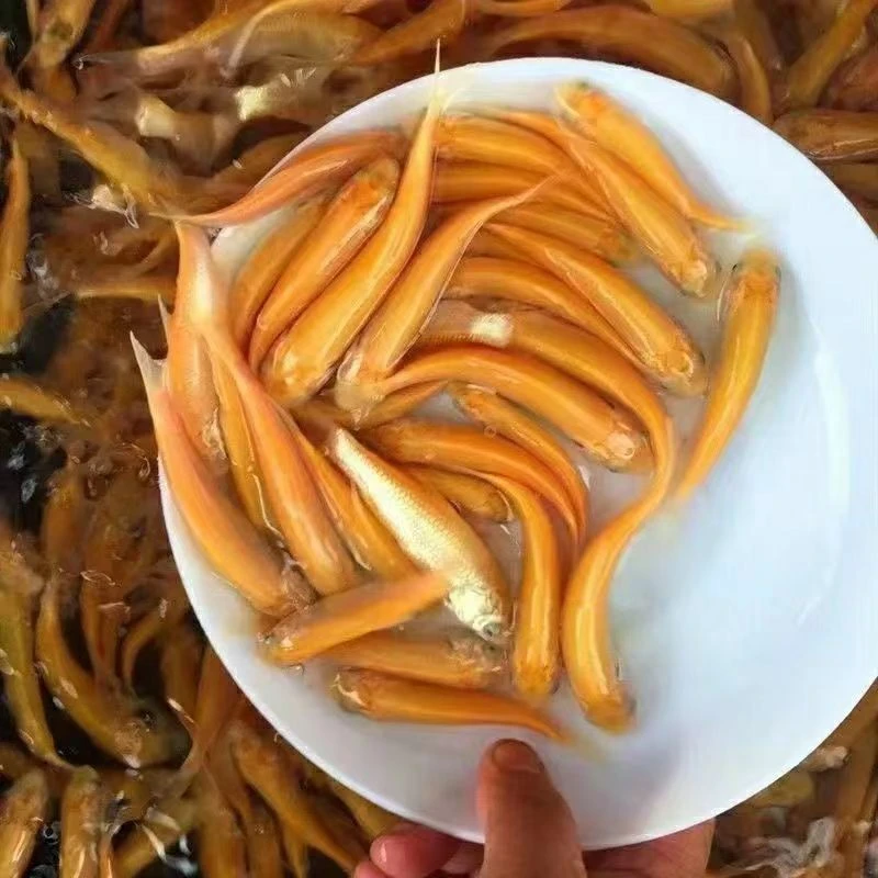 金草鱼苗金丝皖鱼耐寒金皖鱼金色草鱼淡水养殖食用金丝草鱼苗包邮