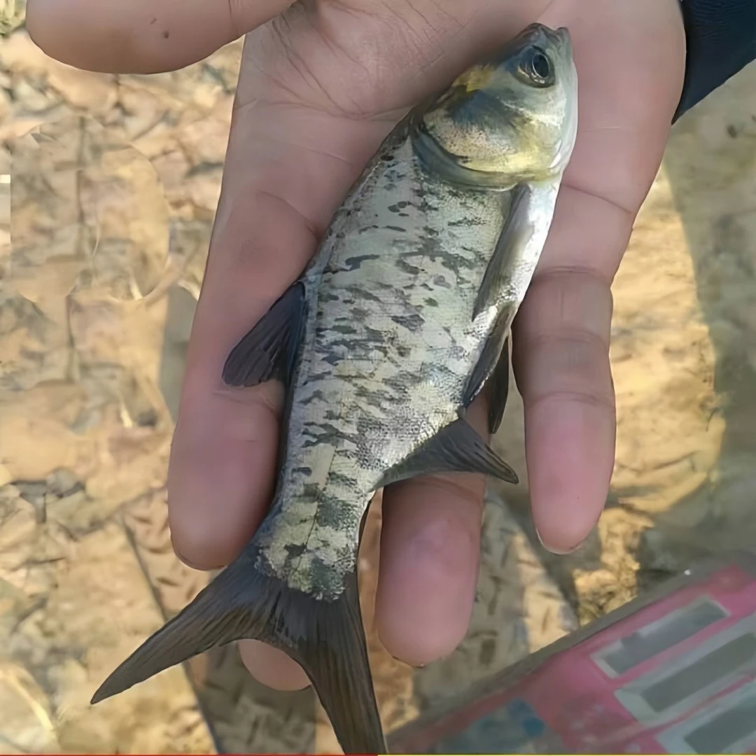 淡水花鲢鱼大头鱼胖头鱼鳙鱼雄鱼四大家鱼宠物活体观赏鱼