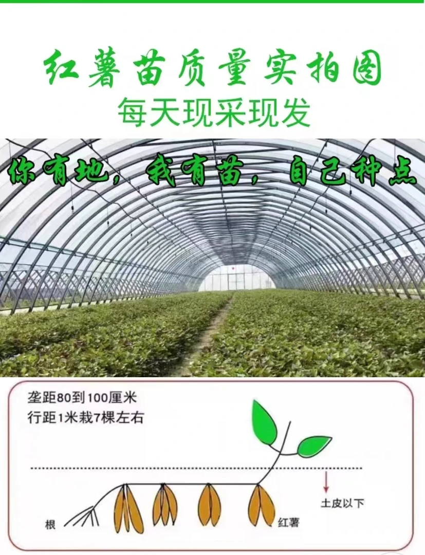 【带根】蜜薯苗西瓜红哈密薯红芋山芋脱毒一代高产基地直发