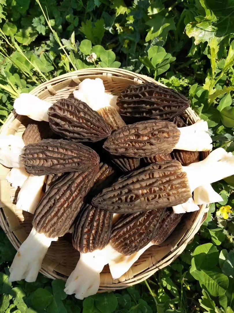 高山头茬个大（新鲜羊肚菌）