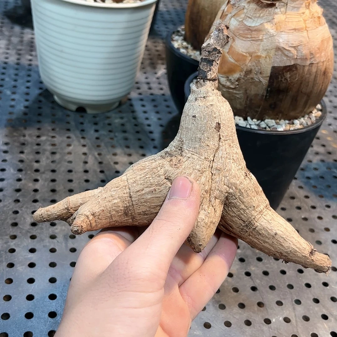 奇异油甘11111111111