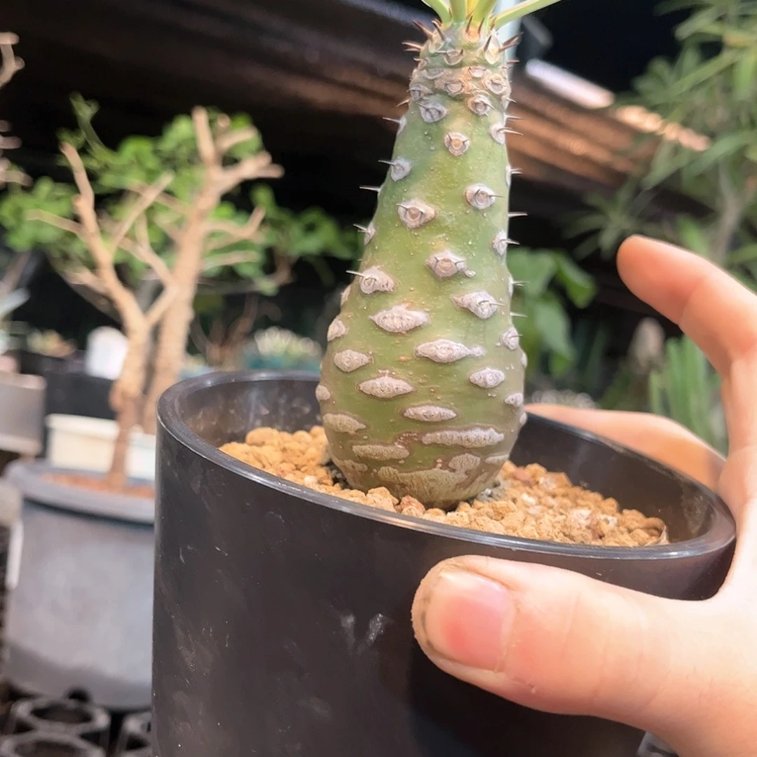 瓶干麒麟1111111111