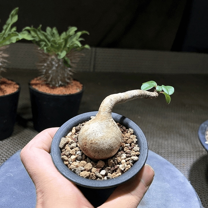 象鼻大戟哈哈哈哈哈哈哈