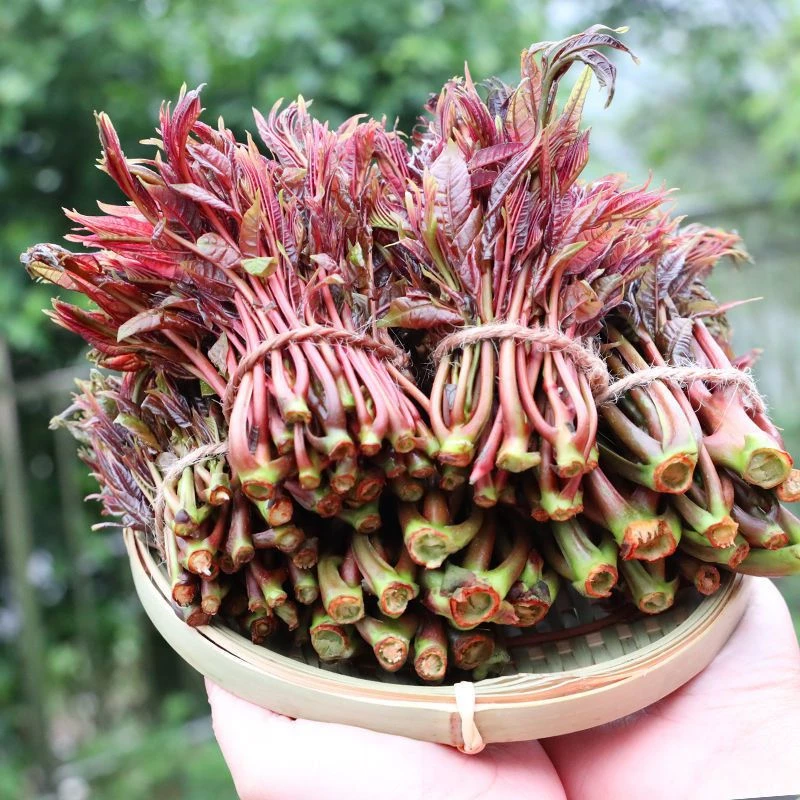 湖南本地新鲜香椿芽头茬现摘现发