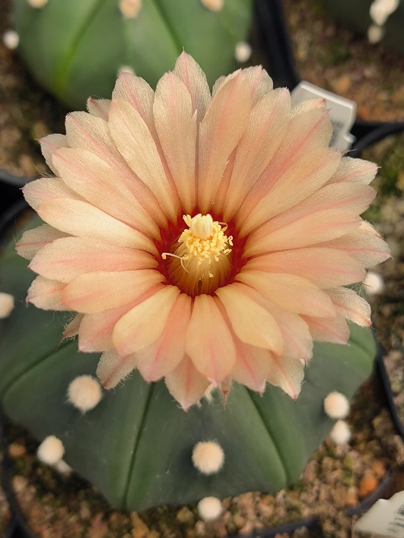 彩花琉璃兜4-5㎝随机发货，花色随机，实生