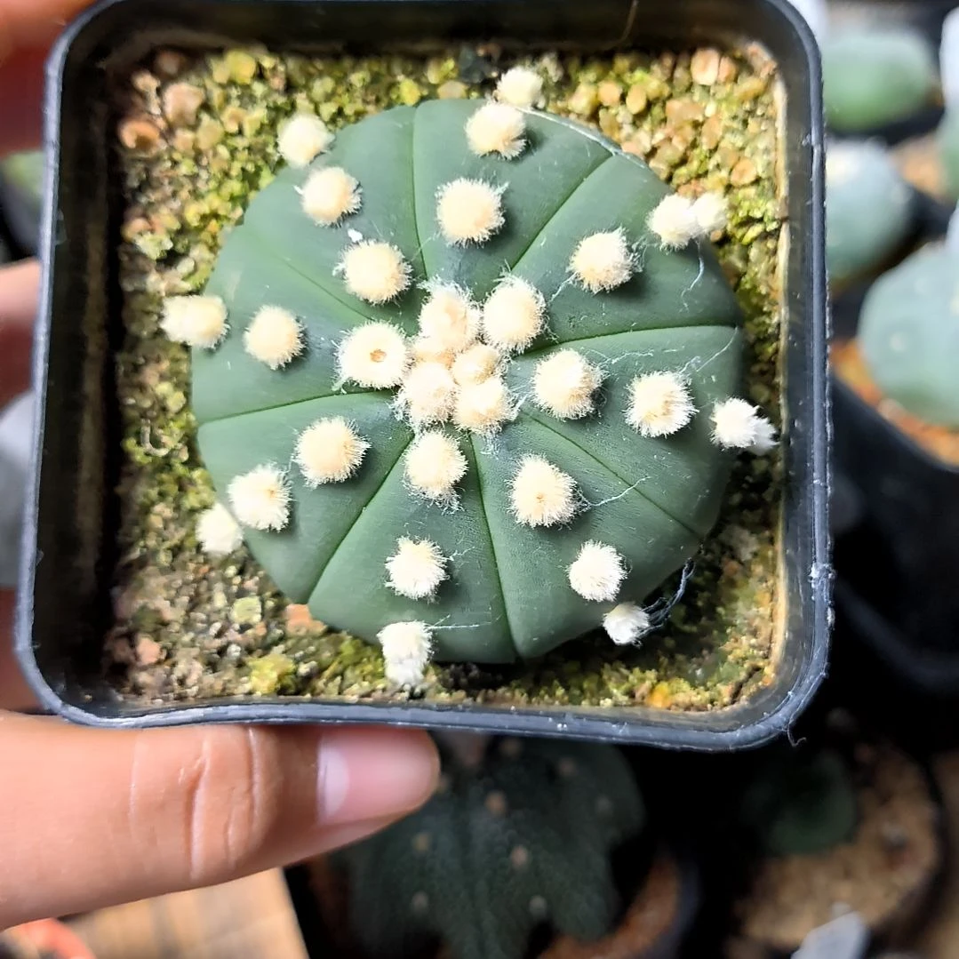 【闪购商品】坑坑5.7cm琉璃兜