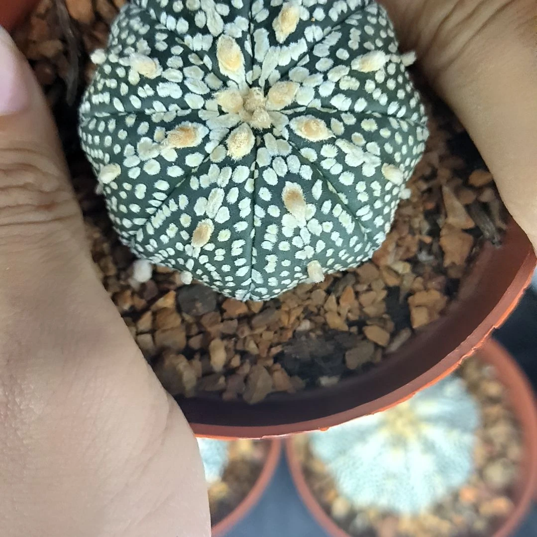 【闪购商品】4.9cm奇迹兜