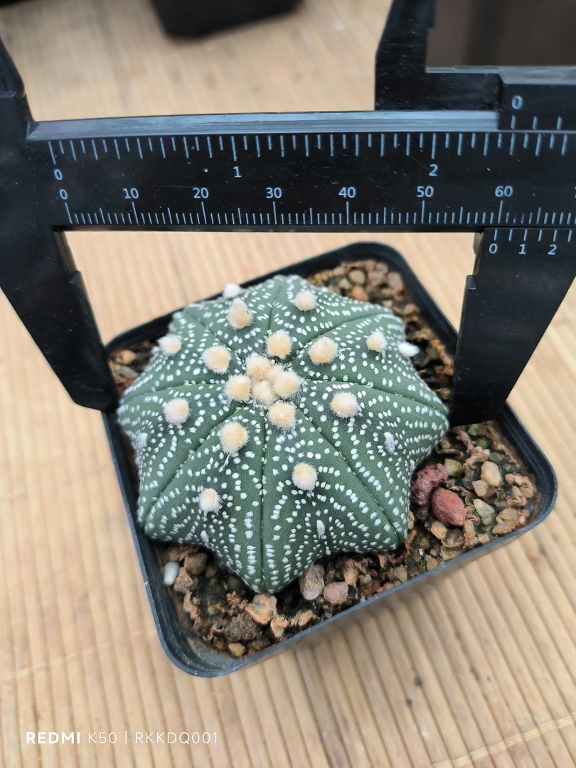 坑坑6cm海星兜A4