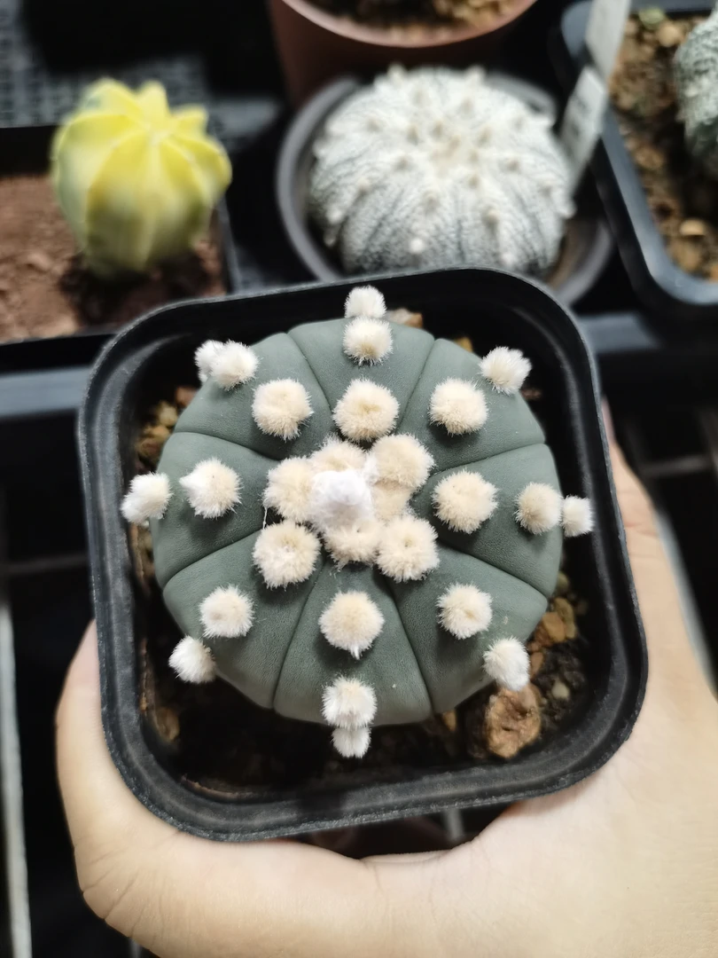 坑坑大油皇冠琉璃