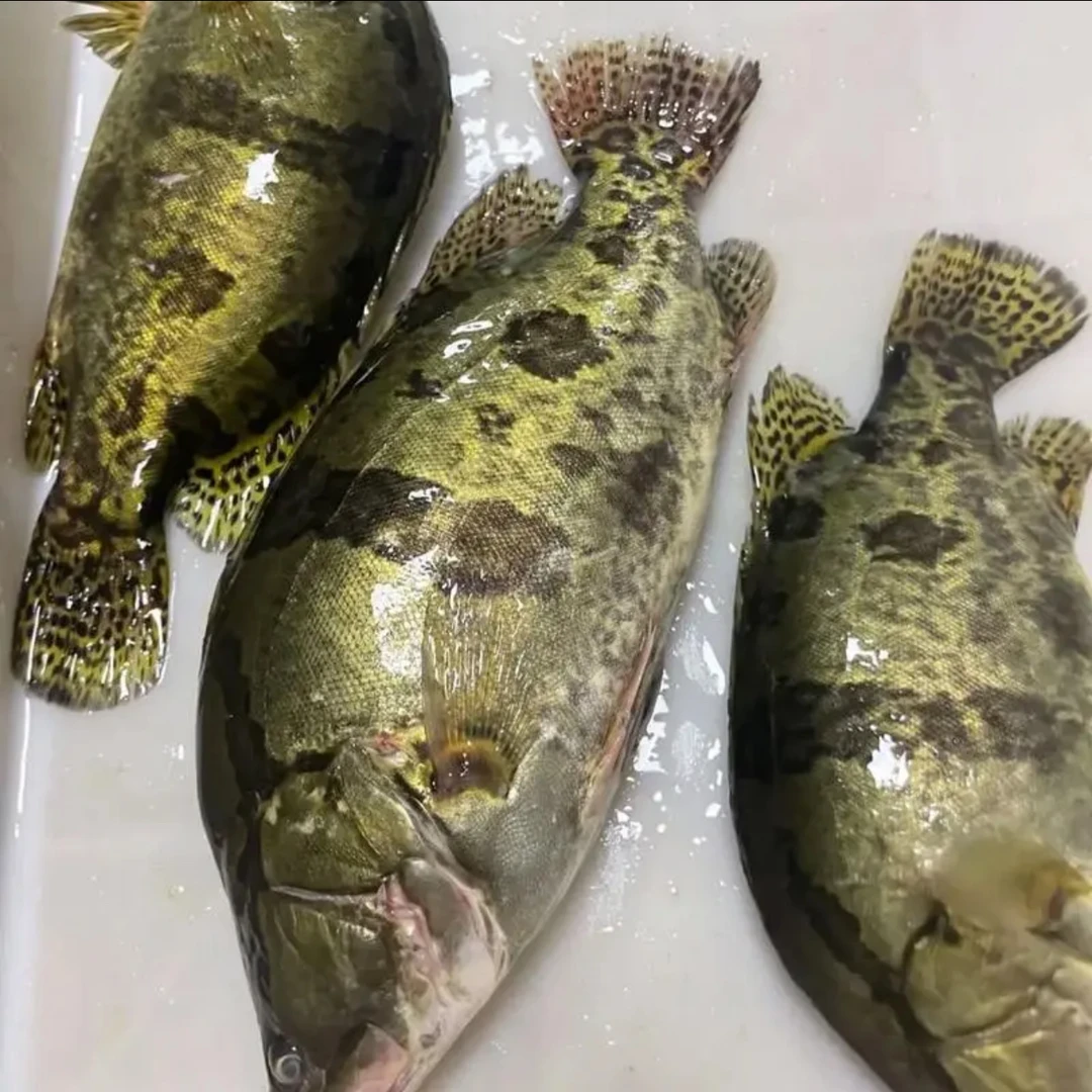 东北冷水鳌花鱼5-5.5斤（两条装）顺丰包邮鲜鱼速冻