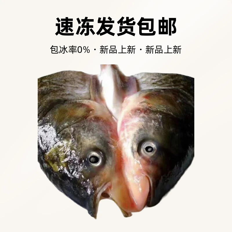东北胖头花鲢鱼头去鳃净重13斤–14斤包邮速冻发货