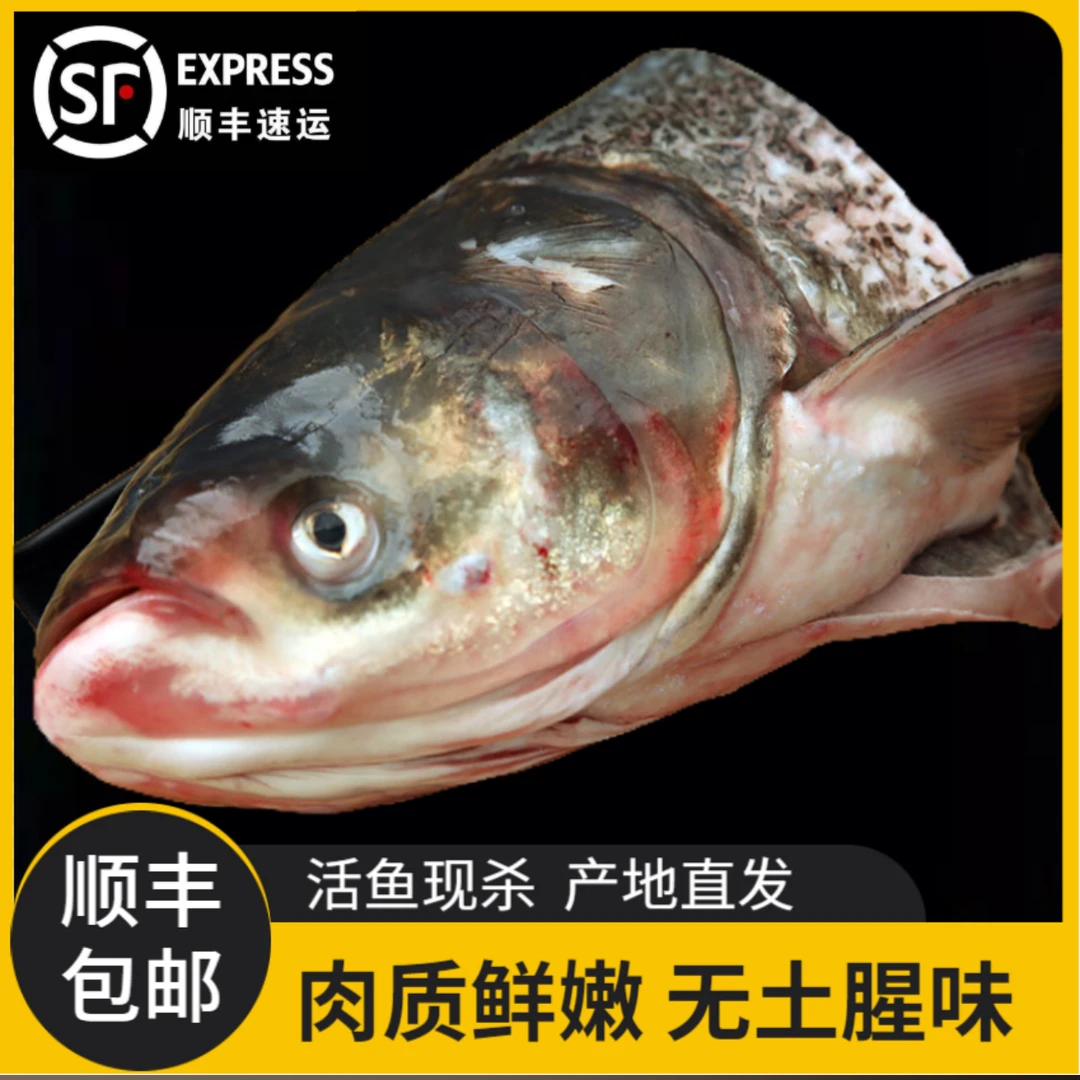 东北胖头花鲢鱼头去鳃净重8斤-9斤顺丰包邮速冻发货