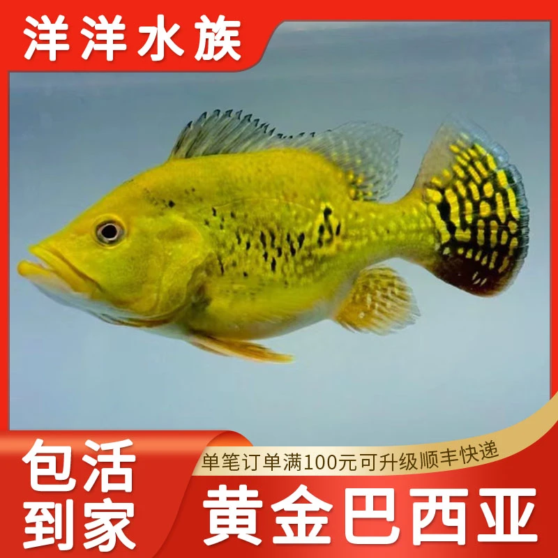 黄金巴西亚蓝帆眼斑帝王三间短身球体热带淡水观赏鱼龙鱼配鱼活体