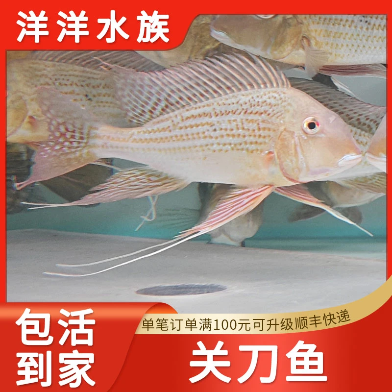关刀鱼活体观赏鱼朱八利食土鲷南美鱼斯维尼龙鱼配鱼热带淡水活体