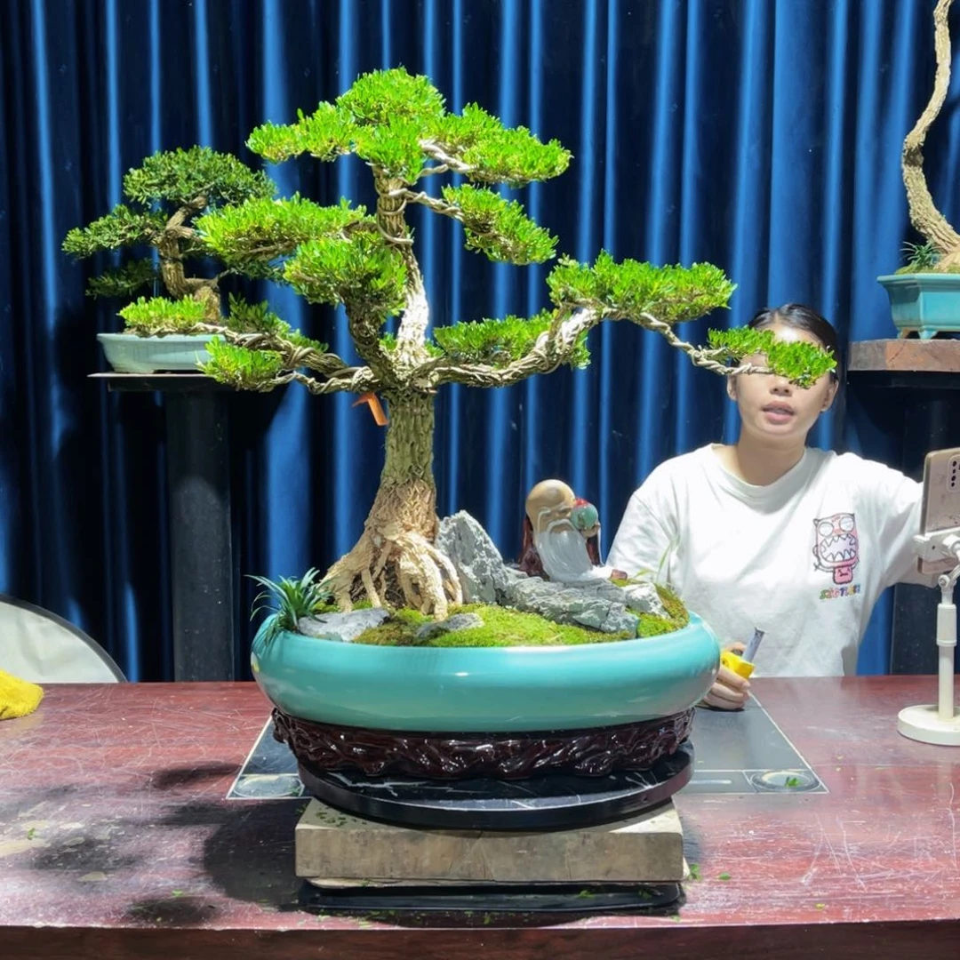 绿植黄杨盆景盆景