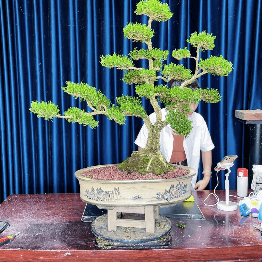 盆景广东黄杨盆景