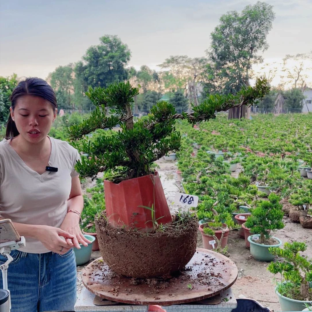 绿植黄杨盆景雀舌软软