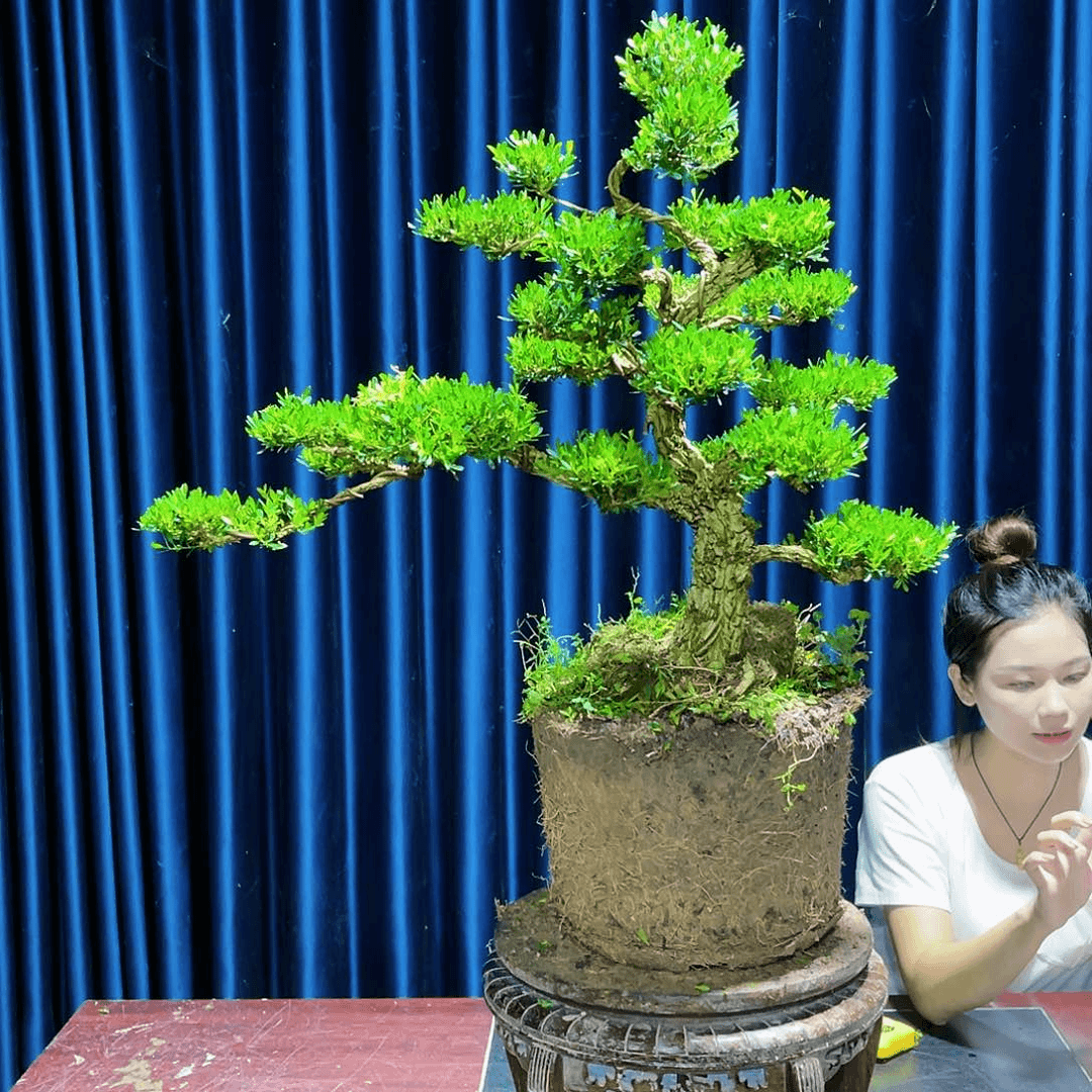 盆景广东黄杨盆景
