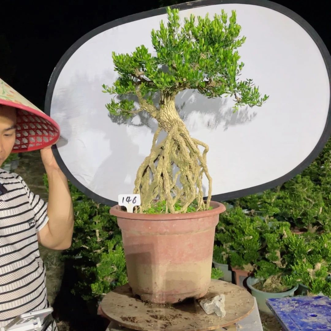 绿植黄杨盆景雀舌软枝辉146